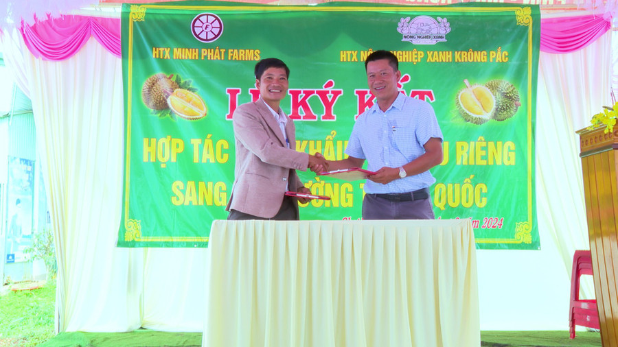 Theo nội dung ký kết, 2 đơn vị sẽ phối hợp tổ chức các biện pháp tiêu thụ sản phẩm sầu riêng cho bà con nông dân. Ảnh: Nhật Hào Theo nội dung ký kết, 2 đơn vị sẽ phối hợp tổ chức các biện pháp tiêu thụ sản phẩm sầu riêng cho bà con nông dân. Ảnh: Nhật Hào