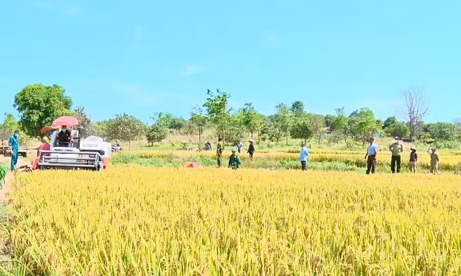 Điểm nổi bật trong 5 năm qua là các cấp mặt trận đã tích cực phối hợp với các ban, ngành, đoàn thể tuyên truyền, vận động người dân tộc thiểu số trên địa bàn trồng lúa nước.