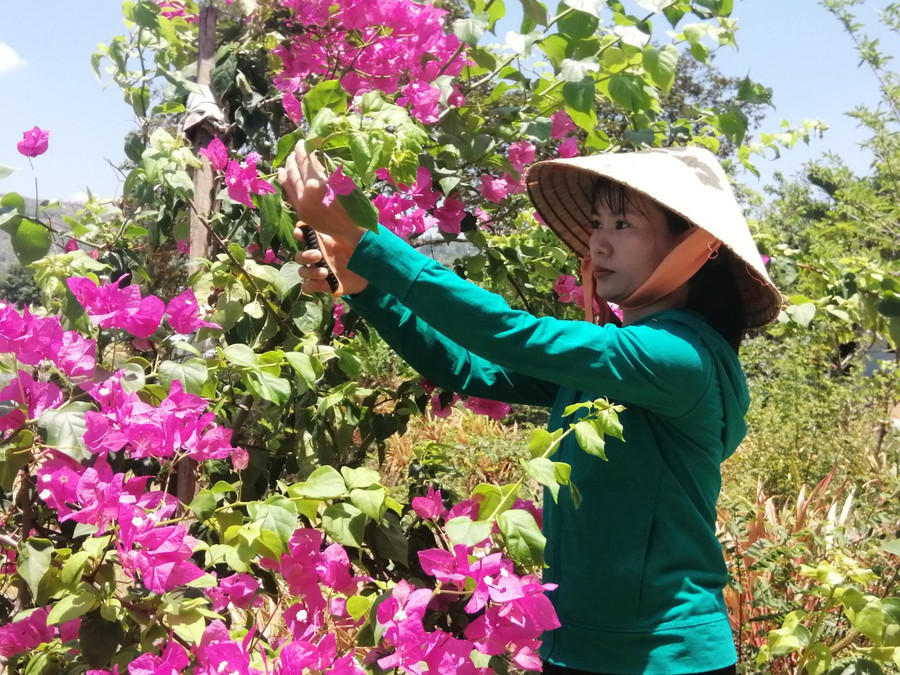 Chị Lê Thị Mai đã tự tay trồng, chăm sóc 55 cây hoa giấy và hoa hồng trong sân và trước đường đi qua nhà mình. Ảnh: Nhật Hào Chị Lê Thị Mai đã tự tay trồng, chăm sóc 55 cây hoa giấy và hoa hồng trong sân và trước đường đi qua nhà mình. Ảnh: Nhật Hào