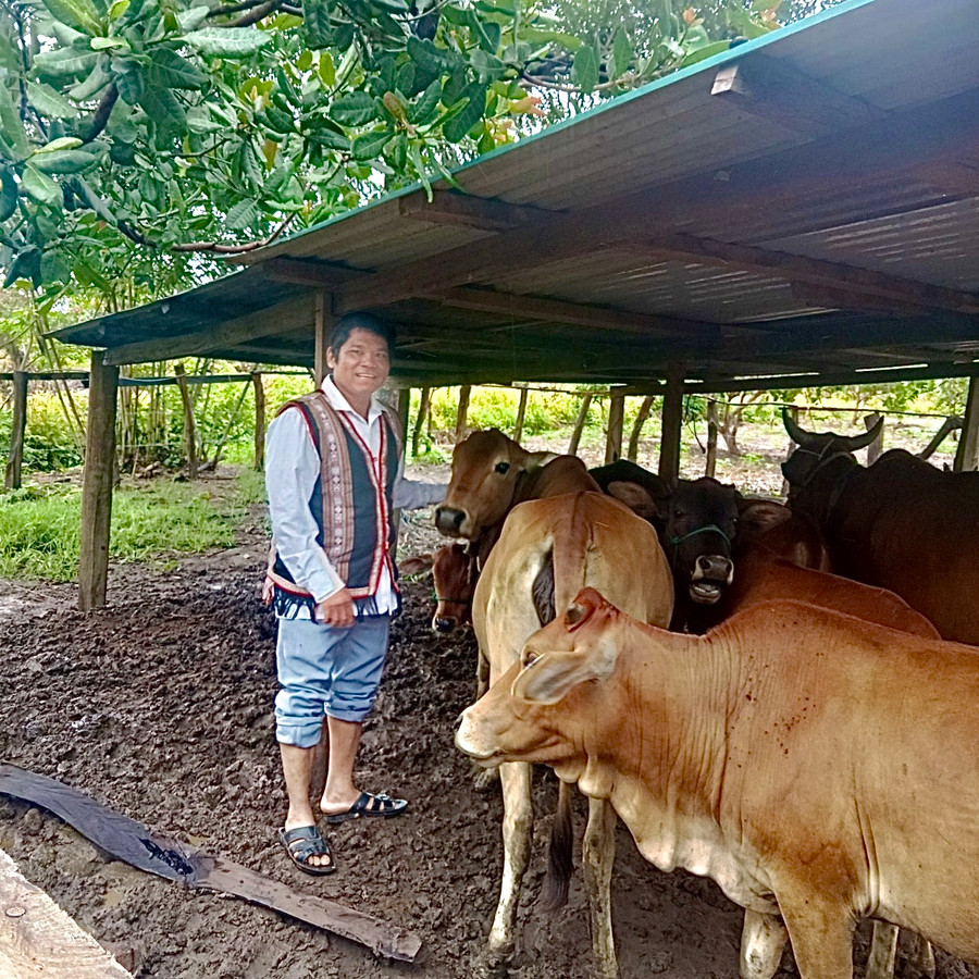 Ông Ksor Am còn nuôi thêm bò để lấy phân bón cho vườn cây nhằm giảm chi phí sản xuất. Ảnh: Nhật Hào Ông Ksor Am còn nuôi thêm bò để lấy phân bón cho vườn cây nhằm giảm chi phí sản xuất. Ảnh: Nhật Hào