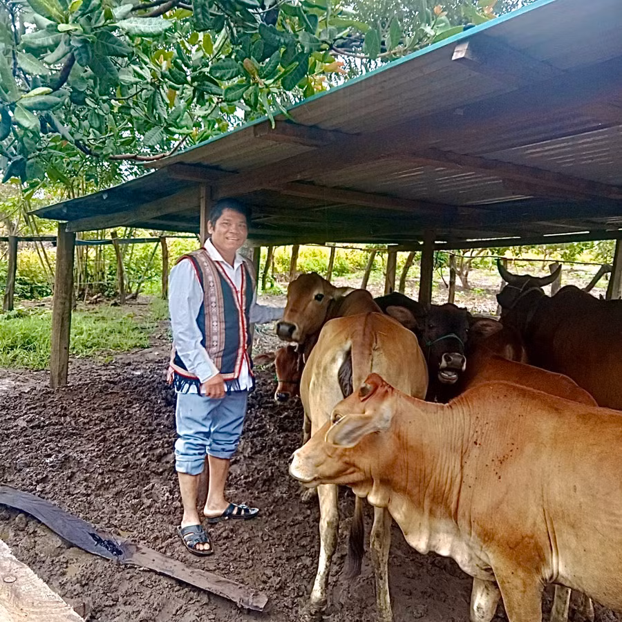 Ông Ksor Am còn nuôi thêm bò để lấy phân bón cho vườn cây nhằm giảm chi phí sản xuất. Ảnh: Nhật Hào