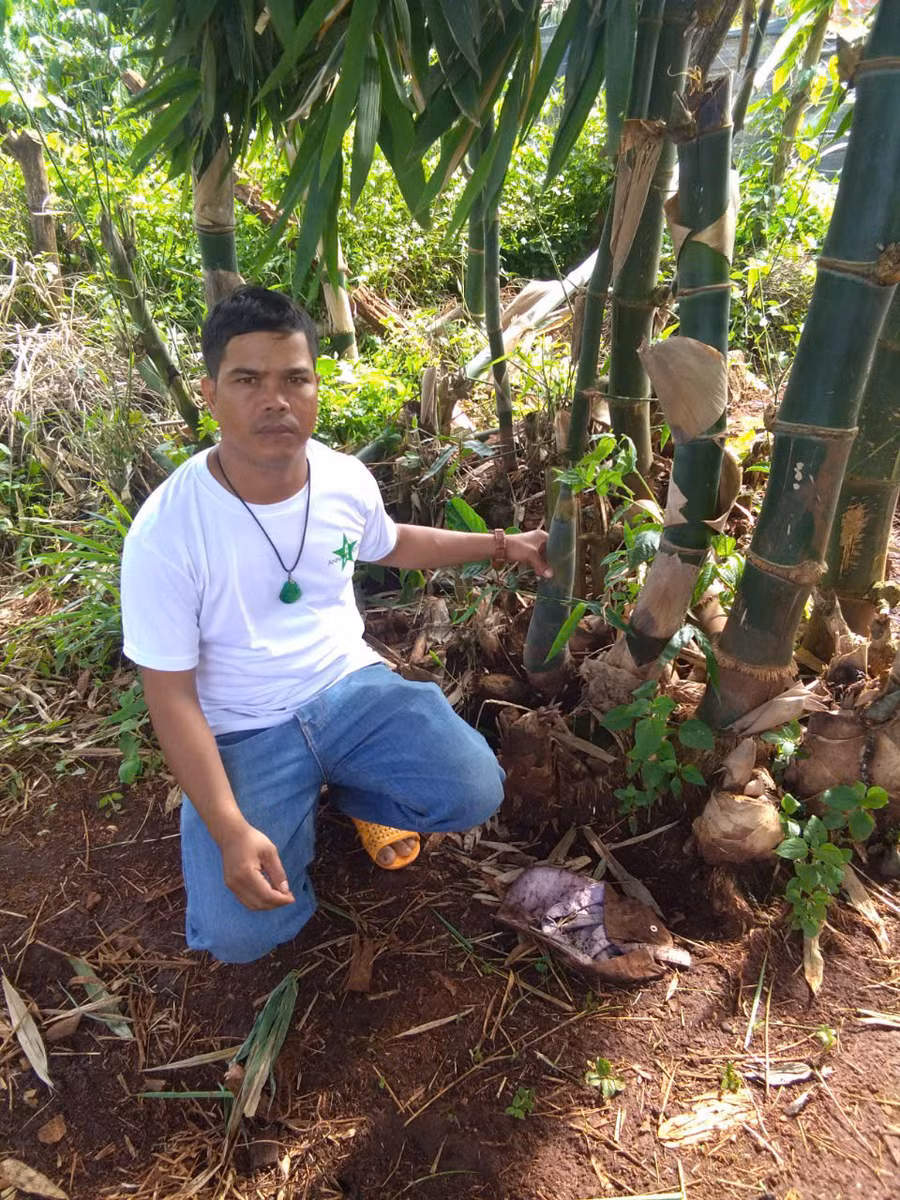 Gia đình Xuất bắt đầu có thu nhập từ trồng tre lấy măng. Ảnh: Nhật Hào