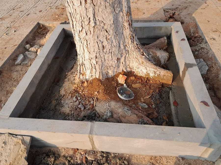 Một cây xanh bị đơn vị thi công chặt đứt rễ khi thi công vỉa hè đường Lê Duẩn. Ảnh: Người dân cung cấp