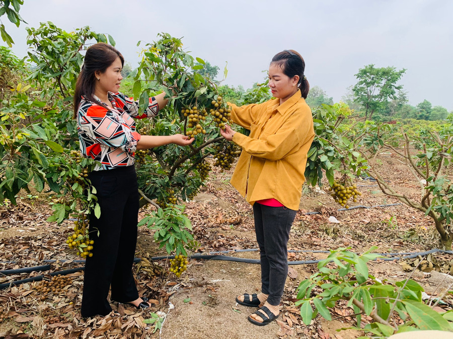 Theo kế hoạch, huyện phấn đấu đến năm 2030 có trên 90% diện tích lúa, rau màu, cây ăn quả, hoa, cây cảnh ứng dụng IPHM. Ảnh: Nhật Hào