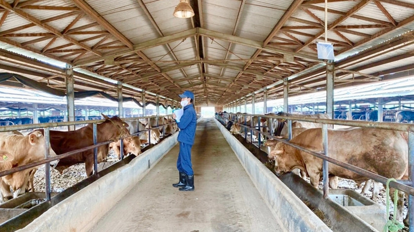 UBND tỉnh yêu cầu UBND các huyện thường xuyên rà soát, nắm tình hình và có biện pháp phòng chống dịch bệnh động vật khi có dịch bệnh xảy ra. Ảnh: Nhật Hào UBND tỉnh yêu cầu UBND các huyện thường xuyên rà soát, nắm tình hình và có biện pháp phòng chống dịch bệnh động vật khi có dịch bệnh xảy ra. Ảnh: Nhật Hào