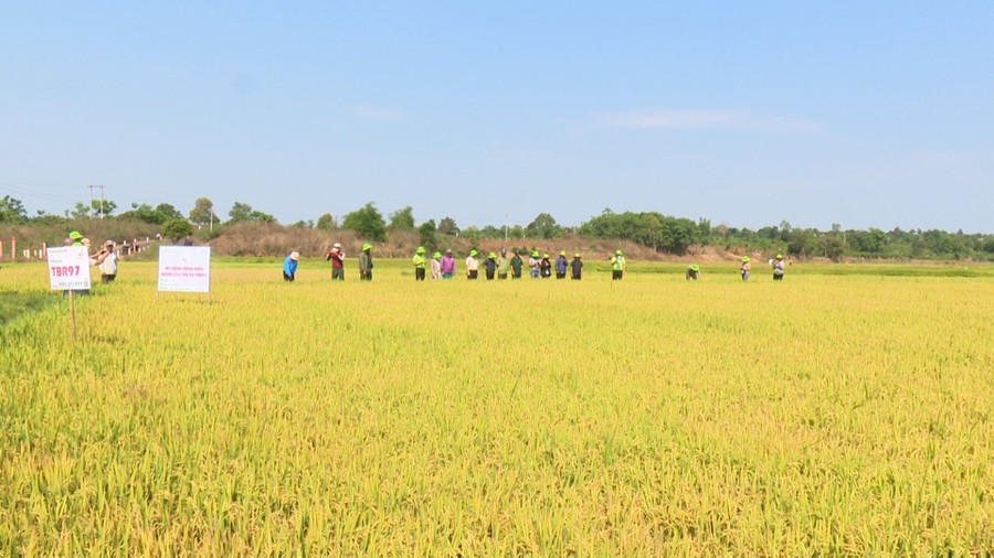 Nông dân tham quan mô hình giống lúa chất lượng cao TBR97. Ảnh: Nhật Hào