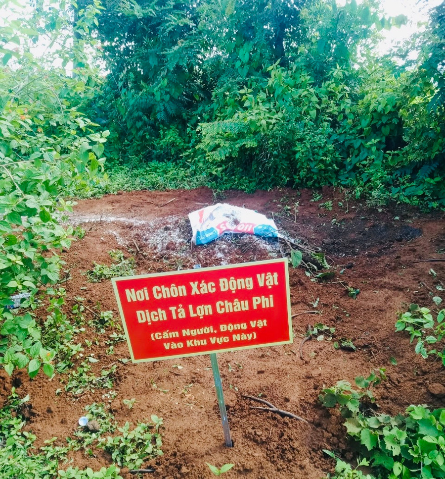 UBND xã Chư Á đã cho tiêu hủy số heo của hộ ông Tuần. Ảnh: Nhật Hào UBND xã Chư Á đã cho tiêu hủy số heo của hộ ông Tuần. Ảnh: Nhật Hào