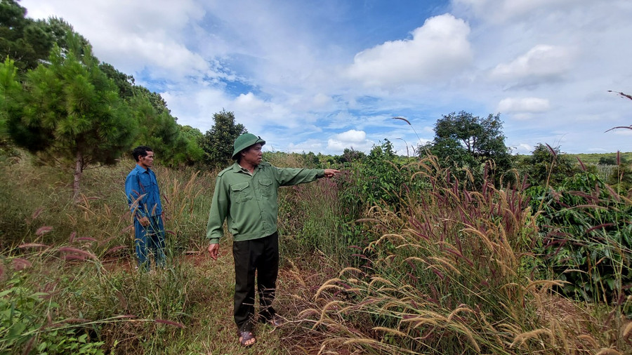 Mục tiêu đầu tư các dự án bảo vệ và phát triển rừng nhằm góp phần nâng tỷ lệ độ che phủ rừng của tỉnh đến năm 2025 đạt 47,75%,. Ảnh: Nhật Hào