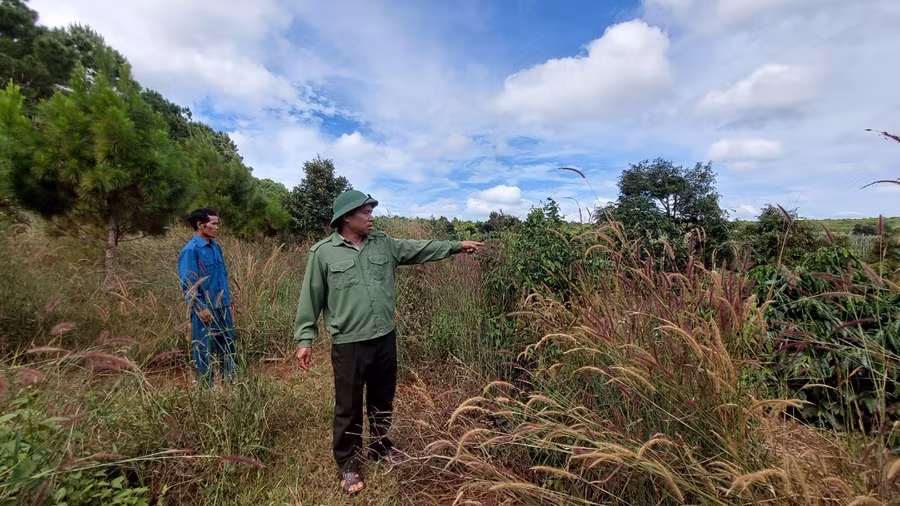 Mục tiêu đầu tư các dự án bảo vệ và phát triển rừng nhằm góp phần nâng tỷ lệ độ che phủ rừng của tỉnh đến năm 2025 đạt 47,75%,. Ảnh: Nhật Hào