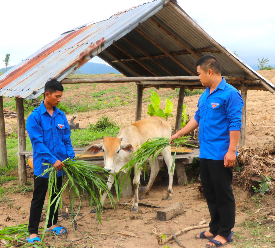 Anh Đinh Oi (bìa trái ở làng Kươk, xã Sró, huyện Kông Chro) chăm sóc con bò được hỗ trợ. Ảnh: Ngọc Minh Anh Đinh Oi (bìa trái ở làng Kươk, xã Sró, huyện Kông Chro) chăm sóc con bò được hỗ trợ. Ảnh: Ngọc Minh