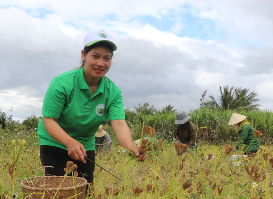 Các thành viên HTX Nông nghiệp và Dịch vụ Kông Pla (xã Kông Pla) tất bật thu hoạch bông cào, nguyên liệu chính sản xuất rượu cào truyền thống thơm ngon. Ảnh: Ngọc Minh Các thành viên HTX Nông nghiệp và Dịch vụ Kông Pla (xã Kông Pla) tất bật thu hoạch bông cào, nguyên liệu chính sản xuất rượu cào truyền thống thơm ngon. Ảnh: Ngọc Minh