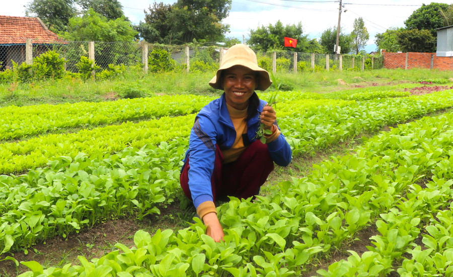 Người dân làng Đê Chơ Gang (xã Phú An, huyện Đak Pơ) đã biết trồng rau màu, phát triển kinh tế, nâng cao thu nhập. Ảnh: Ngọc Minh