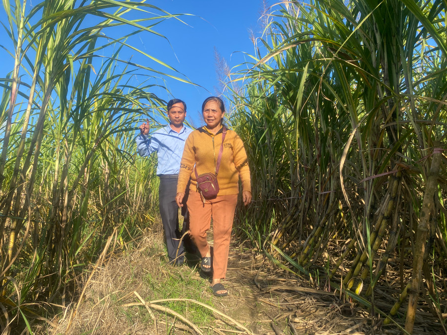 Giống mía Quế Đường có lóng dài, thân vàng, nhiều nước, vị ngọt dịu được người tiêu dùng đánh giá cao. Ảnh: Ngọc Minh