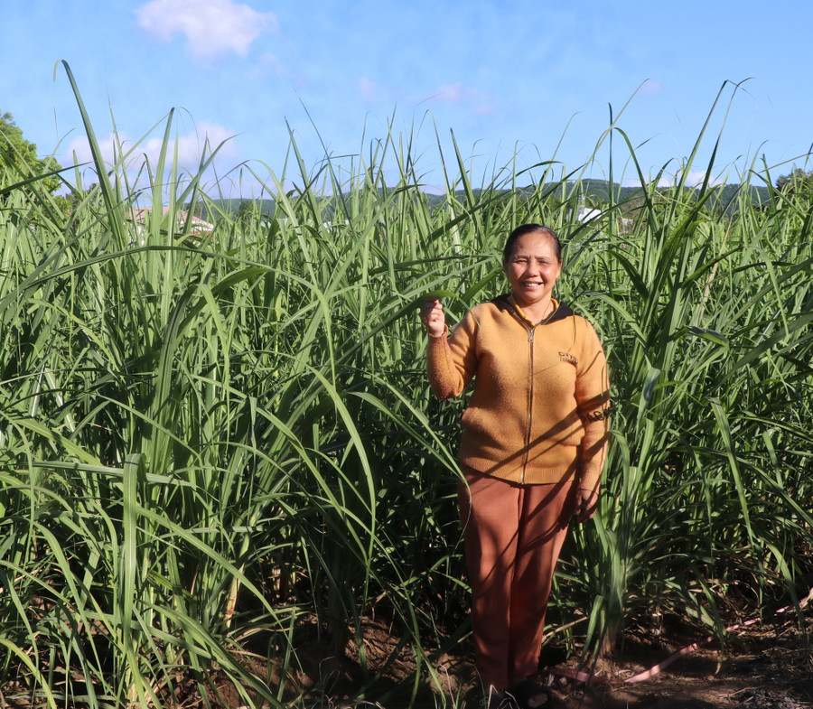 Mía Quế Đường được hộ bà Châu Thị Ánh (tổ 2, phường An Phú, thị xã An Khê, tỉnh Gia Lai) trồng gối vụ nhằm đáp ứng nhu cầu mía cây quanh năm. Ảnh: Ngọc Minh