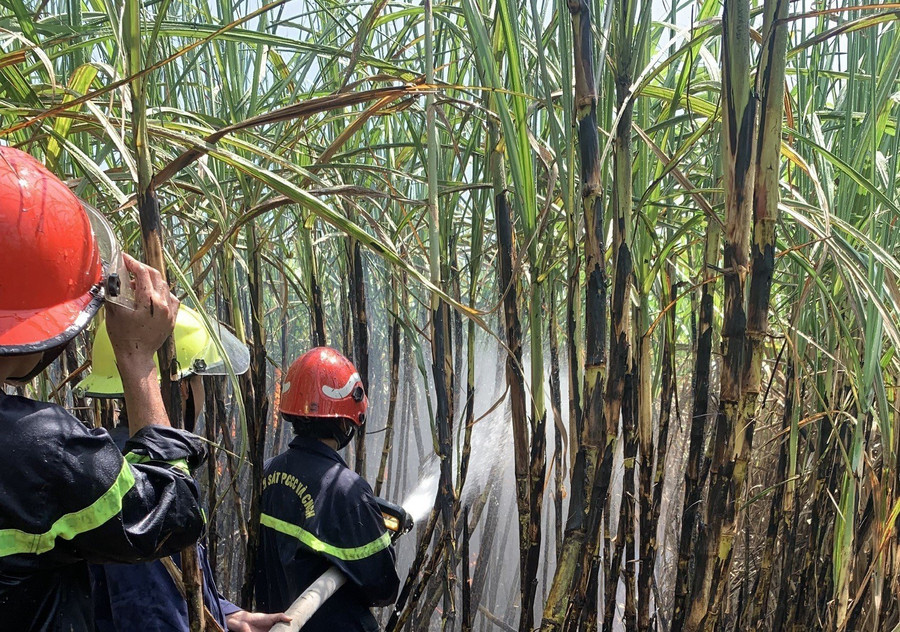 Ngọn lửa đã thiêu rụi 5 ha mía đến kỳ thu hoạch của người dân thôn 3, xã Đak Hlơ, huyện Kbang. Ảnh: Đội Chữa cháy và Cứu nạn cứu hộ khu vực An Khê Ngọn lửa đã thiêu rụi 5 ha mía đến kỳ thu hoạch của người dân thôn 3, xã Đak Hlơ, huyện Kbang. Ảnh: Đội Chữa cháy và Cứu nạn cứu hộ khu vực An Khê