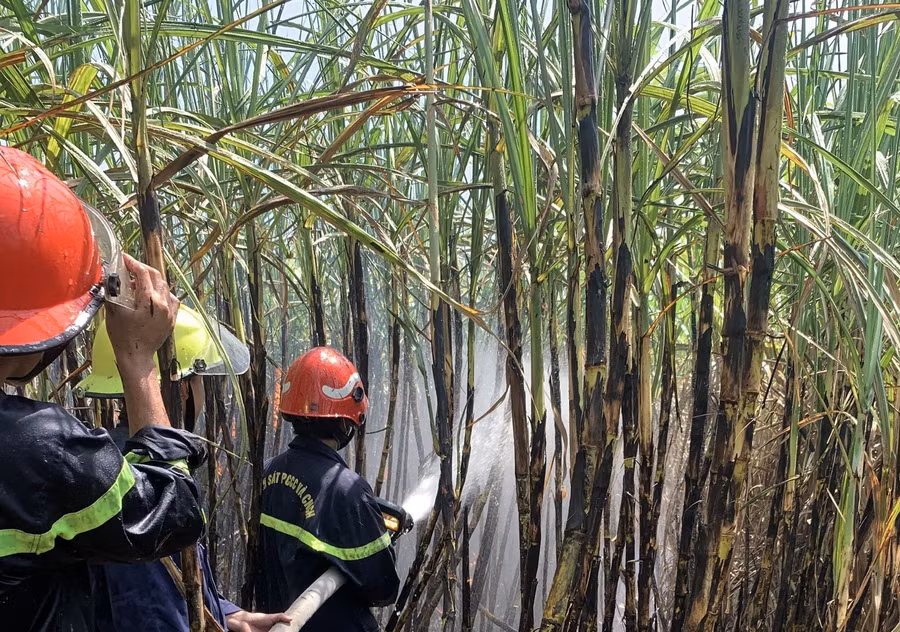 Ngọn lửa đã thiêu rụi 5 ha mía đến kỳ thu hoạch của người dân thôn 3, xã Đak Hlơ, huyện Kbang. Ảnh: Đội Chữa cháy và Cứu nạn cứu hộ khu vực An Khê Ngọn lửa đã thiêu rụi 5 ha mía đến kỳ thu hoạch của người dân thôn 3, xã Đak Hlơ, huyện Kbang. Ảnh: Đội Chữa cháy và Cứu nạn cứu hộ khu vực An Khê