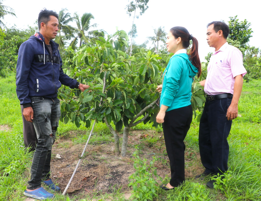 Anh Phạm Văn Lộc (bìa trái ở thôn An Thạch, xã Xuân An) giới thiệu mô hình trồng cây ăn quả bón phân chuồng, giảm chi phí tăng hiệu quả kinh tế. Ảnh: Ngọc Minh Anh Phạm Văn Lộc (bìa trái ở thôn An Thạch, xã Xuân An) giới thiệu mô hình trồng cây ăn quả bón phân chuồng, giảm chi phí tăng hiệu quả kinh tế. Ảnh: Ngọc Minh