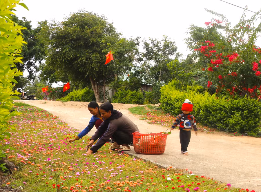 Hội viên phụ nữ làng Đê Chơ Gang (xã Phú An, huyện Đak Pơ) trồng hàng rào xanh, con đường hoa tạo cảnh quan làng quê thêm rực rỡ. Ảnh: Ngọc Minh
