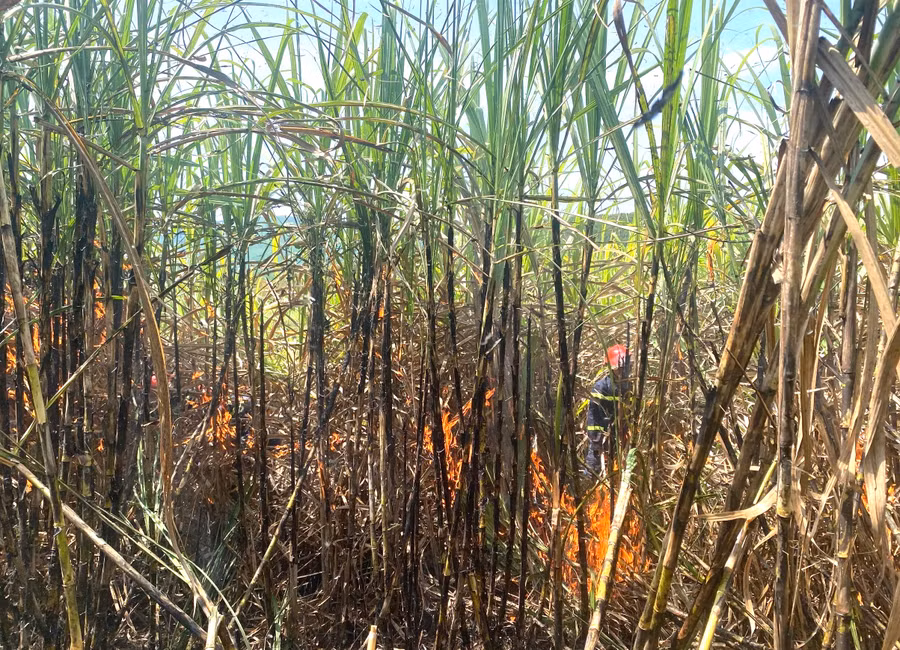 Ngọn lửa đã thiêu rụi 1,7 ha mía chuẩn bị thu hoạch của gia đình ông Lê Đình Chơn (thôn An Phong, xã Phú An, huyện Đak Pơ). Ảnh: An Phát