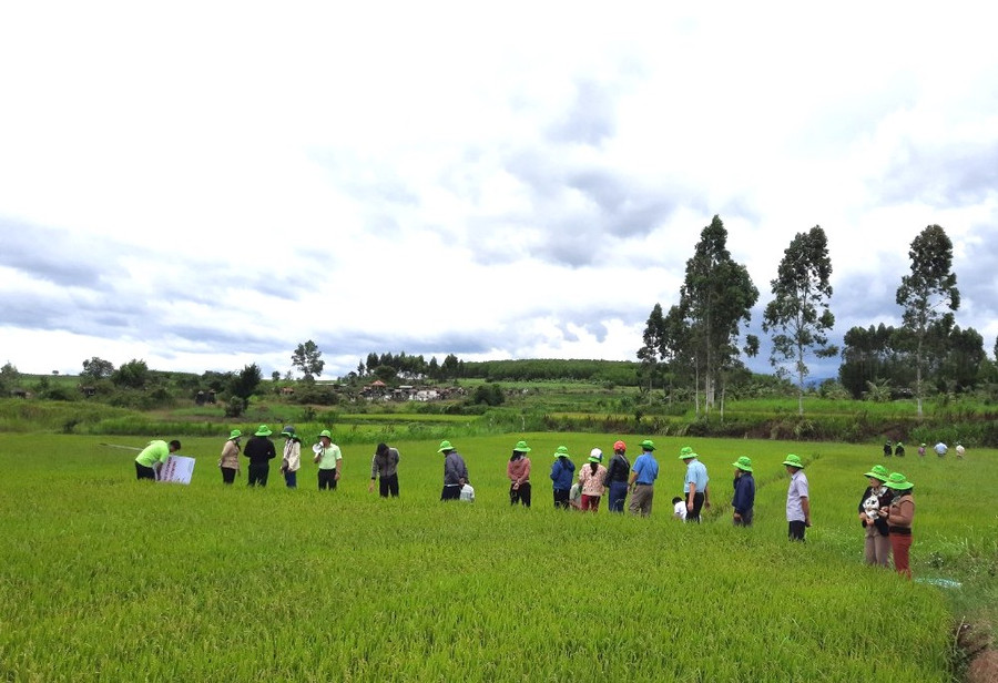 Mô hình khảo nghiệm trình diễn giống lúa chất lượng cao TBR97, BC15 được triển khai vào vụ mùa năm 2023 trên địa bàn xã Tú An, thị xã An Khê với diện tích 1 ha. Ảnh: Ngọc Minh
