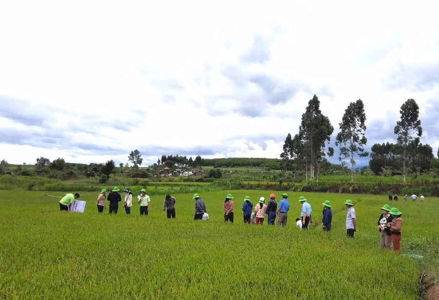 Mô hình khảo nghiệm trình diễn giống lúa chất lượng cao TBR97, BC15 được triển khai vào vụ mùa năm 2023 trên địa bàn xã Tú An, thị xã An Khê với diện tích 1 ha. Ảnh: Ngọc Minh