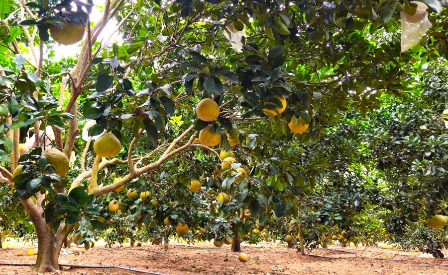 Giống bưởi đỏ hợp với điều kiện thời tiết, thổ nhưỡng xã Thành An (thị xã An Khê) nên sinh trưởng phát triển tốt, cây nào cây nấy trĩu quả. Ảnh: Ngọc Minh Giống bưởi đỏ hợp với điều kiện thời tiết, thổ nhưỡng xã Thành An (thị xã An Khê) nên sinh trưởng phát triển tốt, cây nào cây nấy trĩu quả. Ảnh: Ngọc Minh