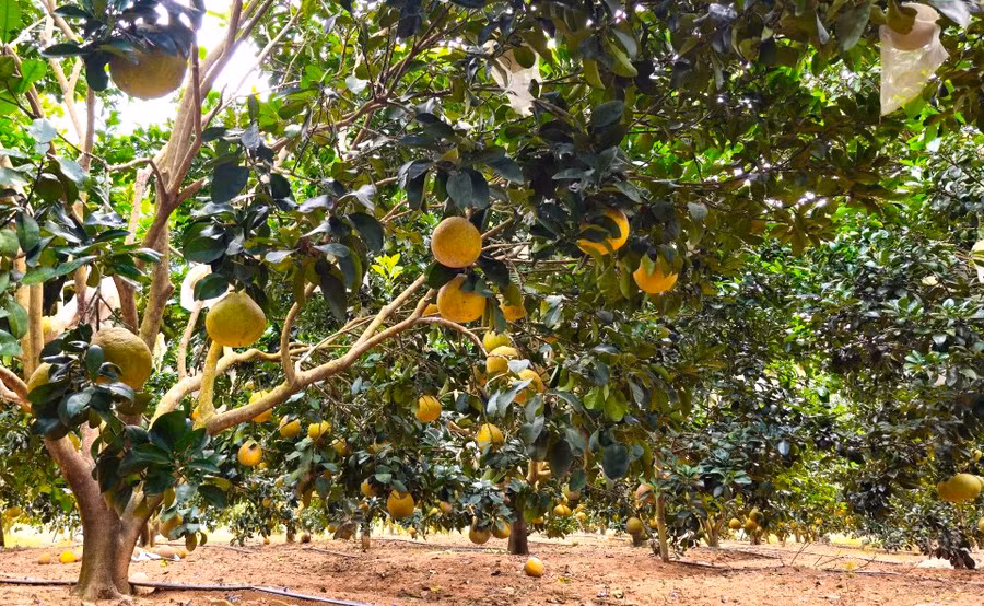 Giống bưởi đỏ hợp với điều kiện thời tiết, thổ nhưỡng xã Thành An (thị xã An Khê) nên sinh trưởng phát triển tốt, cây nào cây nấy trĩu quả. Ảnh: Ngọc Minh