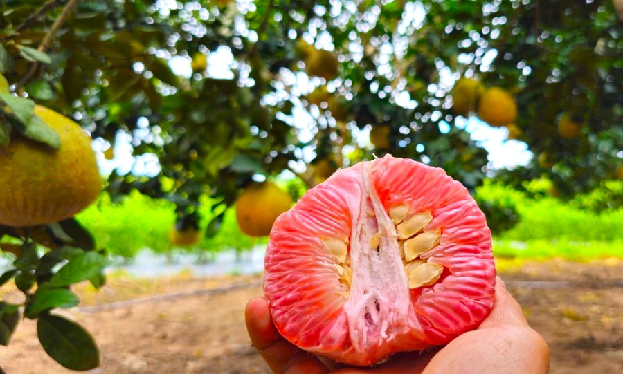 Cùng với kỹ thuật chăm bón, cây bưởi càng lâu năm sẽ cho quả có vị ngọt, múi màu hồng đậm, vỏ thơm hơn những quả ở cây mới trồng. Ảnh: Ngọc Minh Cùng với kỹ thuật chăm bón, cây bưởi càng lâu năm sẽ cho quả có vị ngọt, múi màu hồng đậm, vỏ thơm hơn những quả ở cây mới trồng. Ảnh: Ngọc Minh