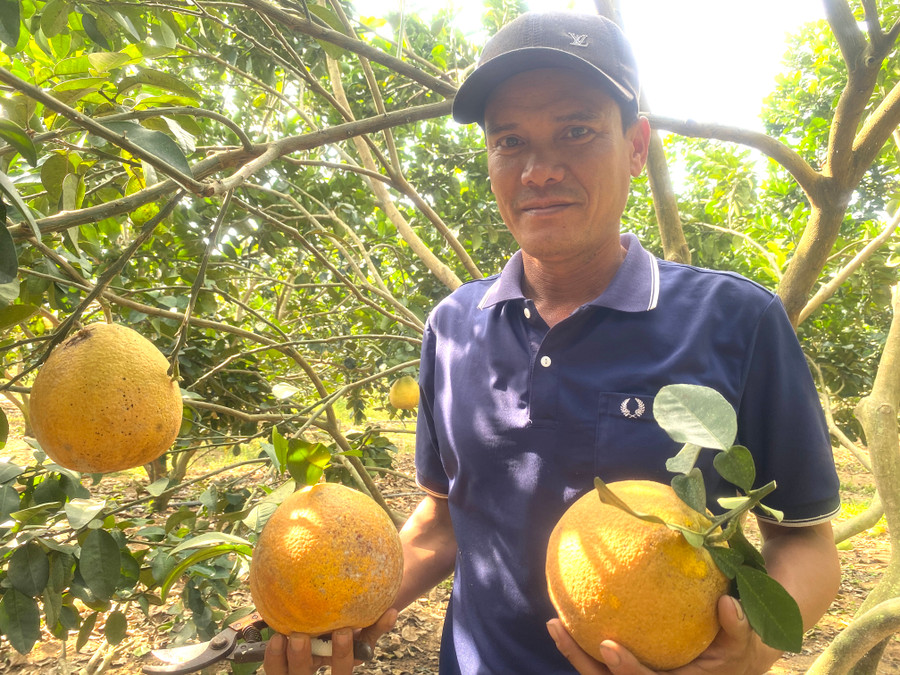 Năm 2023, gặp điều kiện thời tiết thuận lợi, việc chăm sóc vườn bưởi tốt hơn, gia đình anh Khuyến thu hoạch được 11 tấn quả; thu nhập hơn 150 triệu đồng. Ảnh: Ngọc Minh Năm 2023, gặp điều kiện thời tiết thuận lợi, việc chăm sóc vườn bưởi tốt hơn, gia đình anh Khuyến thu hoạch được 11 tấn quả; thu nhập hơn 150 triệu đồng. Ảnh: Ngọc Minh