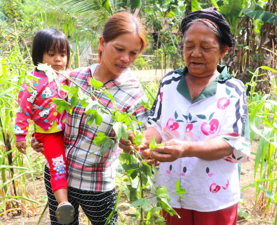 Theo phong tục ông bà xưa, gia đình bà Đinh Thị Lót (bìa phải ở làng Pốt, xã Song An, thị xã An Khê) thường trồng cây bông để chia cho người mất để sang thế giới bên kia tiếp tục nghề dệt thổ cẩm. Ảnh: Ngọc Minh Theo phong tục ông bà xưa, gia đình bà Đinh Thị Lót (bìa phải ở làng Pốt, xã Song An, thị xã An Khê) thường trồng cây bông để chia cho người mất để sang thế giới bên kia tiếp tục nghề dệt thổ cẩm. Ảnh: Ngọc Minh