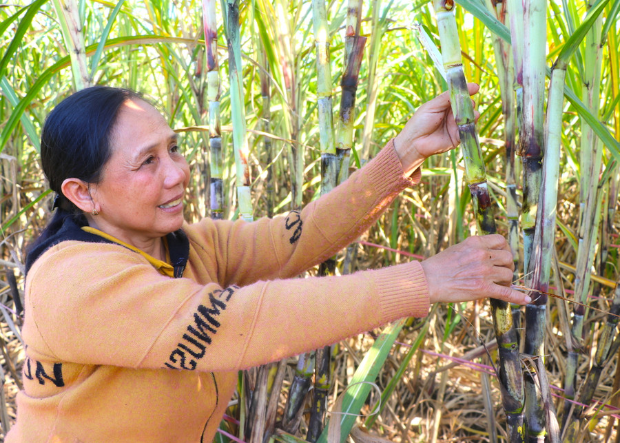 Trồng mía Quế Đường, gia đình bà Châu Thị Ánh (tổ 2, phường An Phú, thị xã An Khê, tỉnh Gia Lai) thu nhập gần 500 triệu đồng/năm. Ảnh: Ngọc Minh