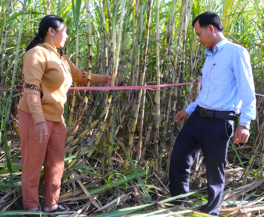 Bà Châu Thị Ánh (tổ 2, phường An Phú, thị xã An Khê, tỉnh Gia Lai) chia sẻ kinh nghiệm trồng mía Quế Đường cho một số hộ dân trên địa bàn phường An Phú. Ảnh: Ngọc Minh
