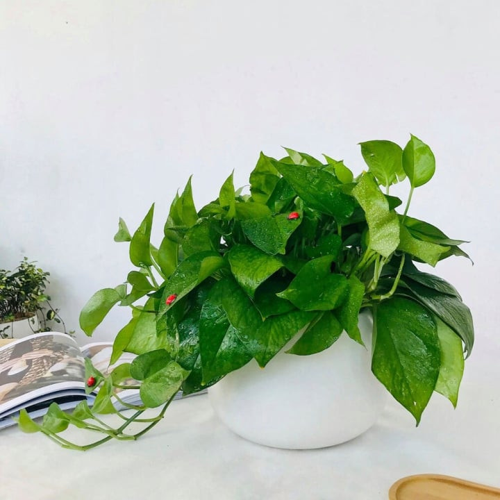 Cây trầu bà Cây trầu bà