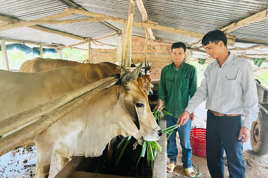 Theo ông Phạm Văn Khánh (bên trái), khi tham gia tổ hợp tác, các thành viên được hỗ trợ vay vốn và chia sẻ kỹ thuật chăn nuôi bò. Ảnh: N.H Theo ông Phạm Văn Khánh (bên trái), khi tham gia tổ hợp tác, các thành viên được hỗ trợ vay vốn và chia sẻ kỹ thuật chăn nuôi bò. Ảnh: N.H