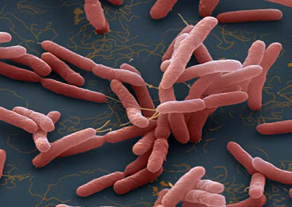 Vi khuẩn Burkholederia pseudomallei gây ra bệnh Whitmore.