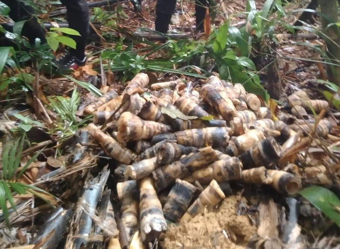 Dấu vết báo hiệu ông Ka Sơr báo hiệu mình đi lạc là đống măng tre và 3 đoạn cây cắm xuống đất để lại. Ảnh Tang A Pau