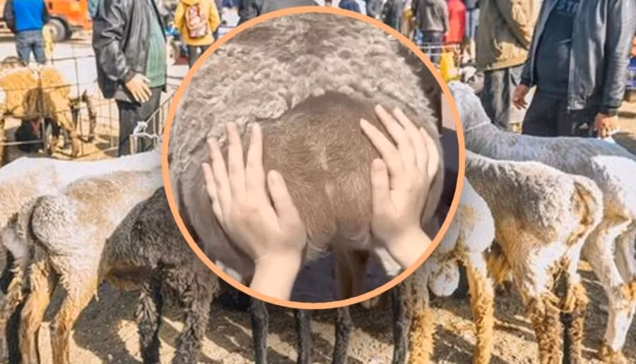 Giới trẻ Trung Quốc tìm ra cách giảm stress mới là chạm vào mông cừu. (Nguồn: Weibo/QQ)