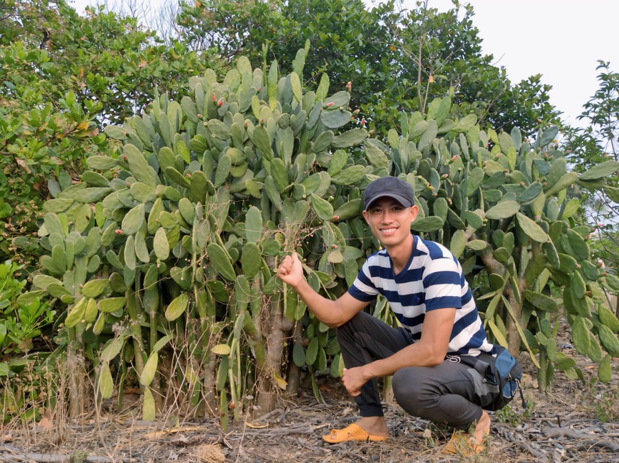 Trải qua 3 năm trồng, anh Huy tạo ra được vườn cây xương rồng phát triển xanh tốt, cho năng suất cao. Ảnh: NVCC