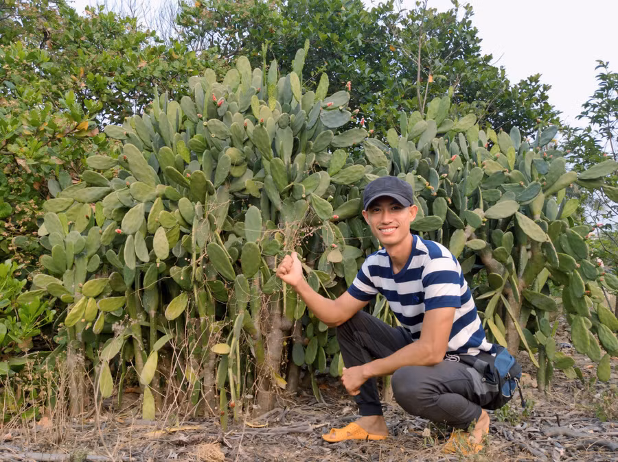 Trải qua 3 năm trồng, anh Huy tạo ra được vườn cây xương rồng phát triển xanh tốt, cho năng suất cao. Ảnh: NVCC