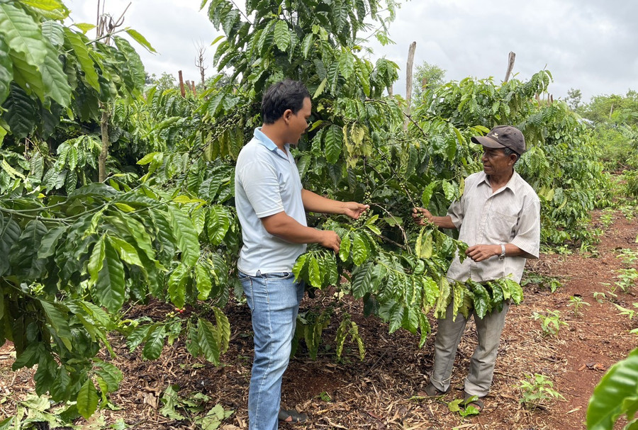 Già làng Siu Jú (bên phải) luôn gương mẫu, đi đầu trong các phong trào thi đua ở địa phương. Ảnh: Quang Tấn Già làng Siu Jú (bên phải) luôn gương mẫu, đi đầu trong các phong trào thi đua ở địa phương. Ảnh: Quang Tấn