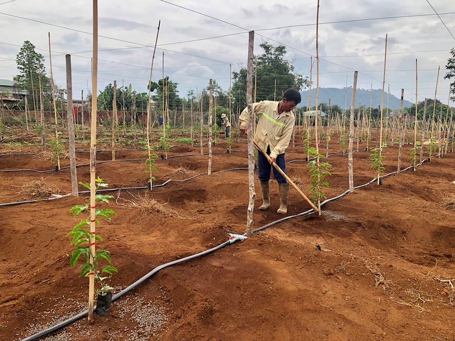 Người dân thôn Hợp Thành (xã Ia Bă, huyện Ia Grai) chăm sóc vườn chanh leo. Ảnh: Lê Nam Người dân thôn Hợp Thành (xã Ia Bă, huyện Ia Grai) chăm sóc vườn chanh leo. Ảnh: Lê Nam