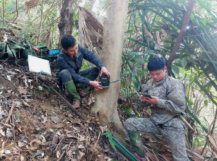 Tiến hành lắp đặt điểm bẫy ảnh trong rừng Vườn Quốc gia Vũ Quang