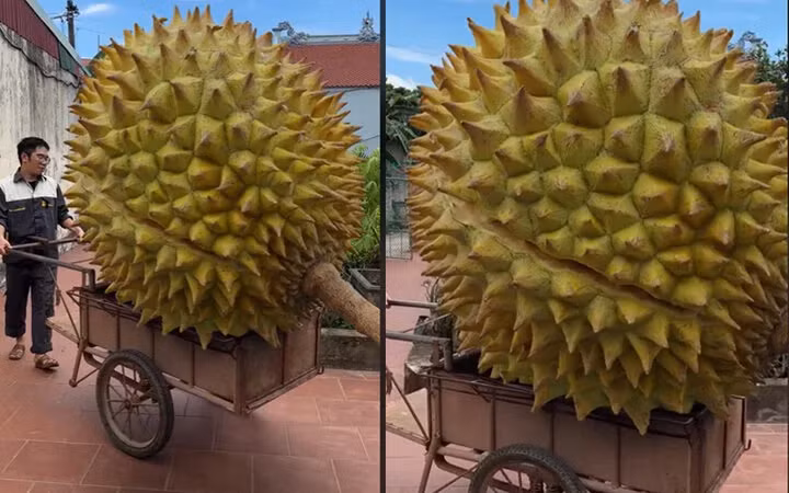 Cận cảnh quả sầu riêng gây sốt mạng. (Ảnh chụp màn hình) Cận cảnh quả sầu riêng gây sốt mạng. (Ảnh chụp màn hình)