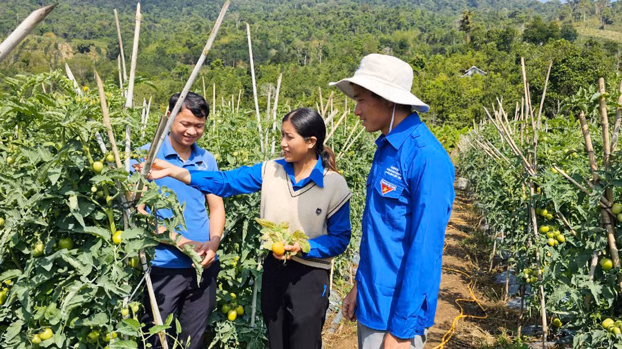 Anh Triệu Đức Lành (bìa trái) là một trong những thanh niên làm kinh tế giỏi của huyện Đam Rông.