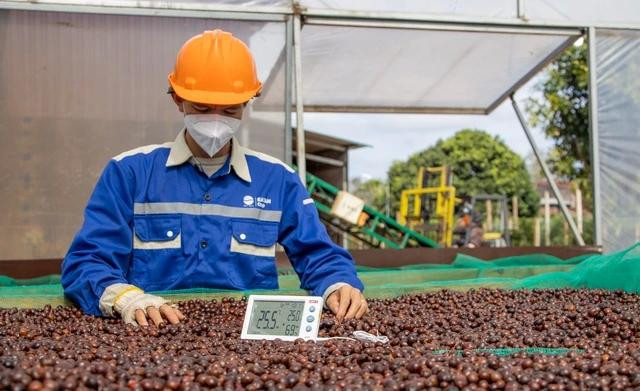 Giá cà phê robusta giảm nhiệt. Ảnh: Minh Đăng