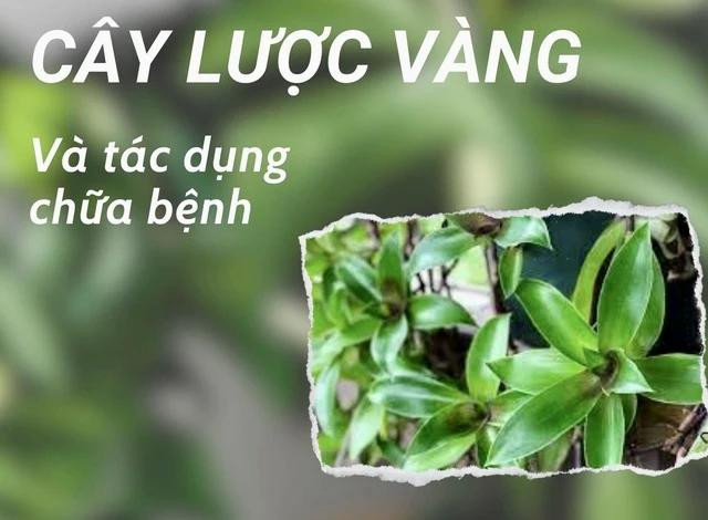 Cây lược vàng có các hoạt chất giúp tăng cường miễn dịch, ức chế một số dòng tế bào ung thư và điều trị một số bệnh thường gặp. Cây lược vàng có các hoạt chất giúp tăng cường miễn dịch, ức chế một số dòng tế bào ung thư và điều trị một số bệnh thường gặp.