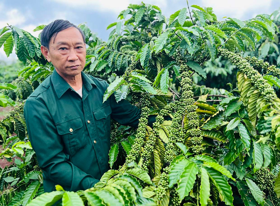 Thương binh Vũ Văn Hợi (xã Đak Krong, huyện Đak Đoa) bên vườn cà phê của gia đình. Ảnh: Đ.Y Thương binh Vũ Văn Hợi (xã Đak Krong, huyện Đak Đoa) bên vườn cà phê của gia đình. Ảnh: Đ.Y