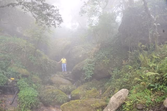 Đường vào rừng trà lúc mây mù ập đến. Ảnh: THIÊN Ý