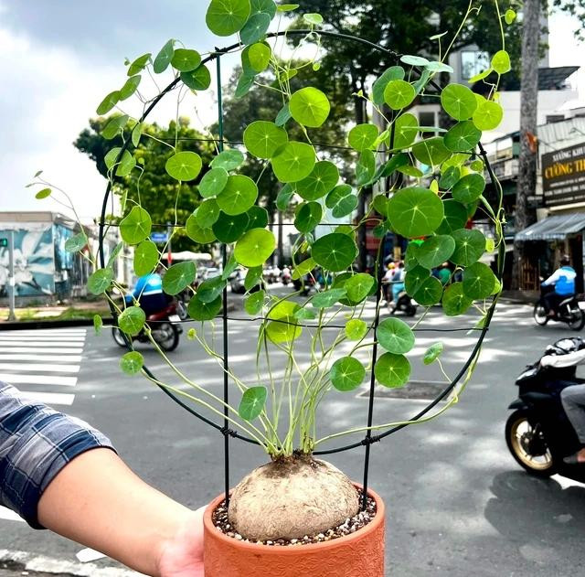 Cây bình vôi được tạo dáng tuyệt đẹp. Ảnh: TẤN ĐẠT