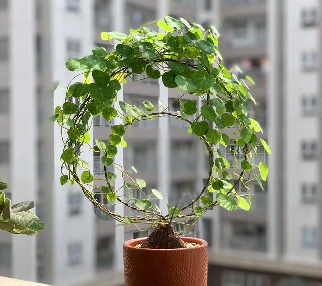 Năng cho hay cây bình vôi có đặc tính ưa ánh sáng. Thân dây leo có màu xanh, nhẵn và hơi xoắn vào nhau. Ảnh: MINH NĂNG